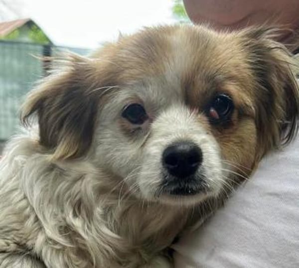 Lili, kleines Hundemädchen sucht Zuhause