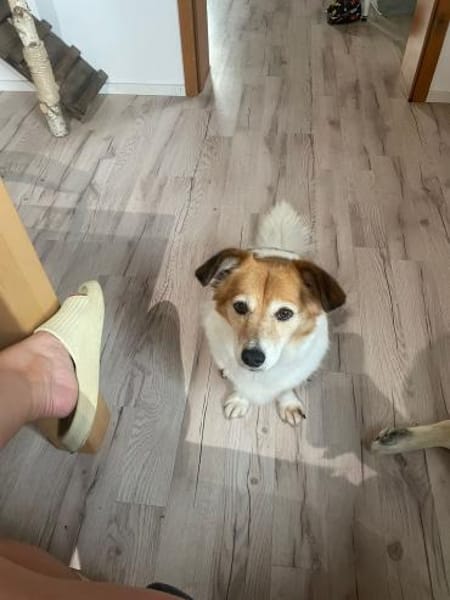 Kleine charmante Dame sucht ihr Zuhause