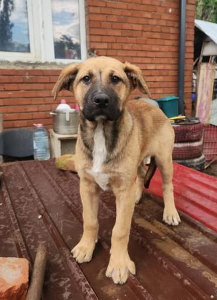 Ana, mutiger Welpe sucht neues Zuhause