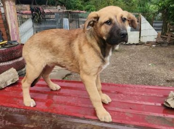 Ana, mutiger Welpe sucht neues Zuhause