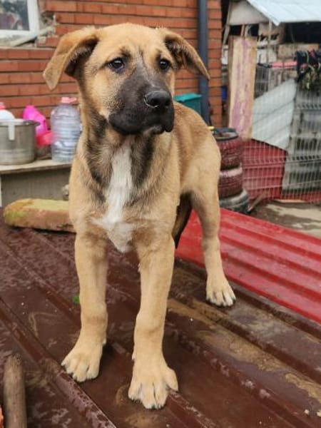 Ana, mutiger Welpe sucht neues Zuhause