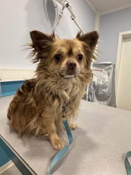 Chihuahua Rüde 3 Jahre alt