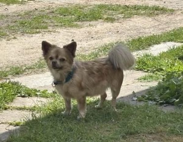 Chihuahua Rüde 3 Jahre alt