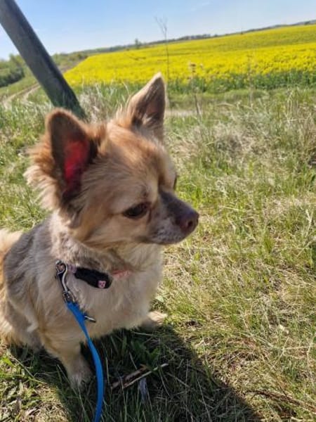 Chihuahua Rüde 3 Jahre alt