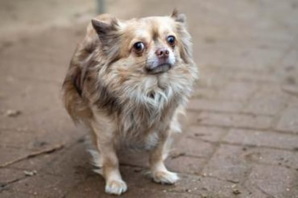 Chihuahua Rüde 3 Jahre alt
