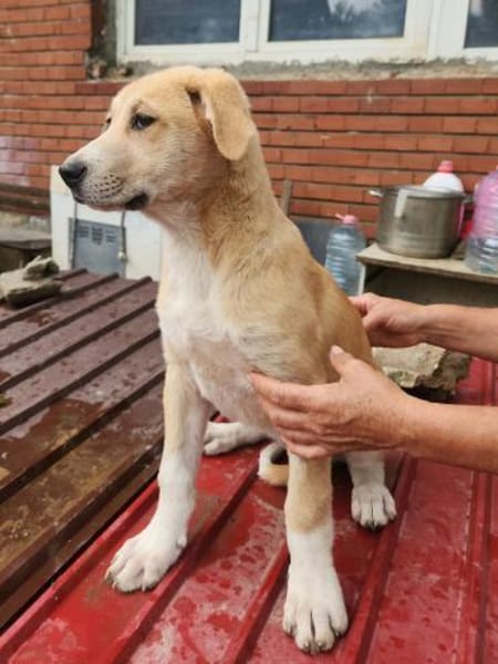 Marie, wundervoller Welpe sucht Zuhause
