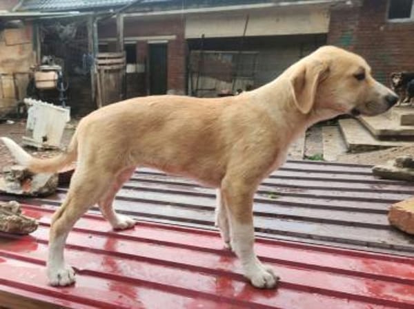 Marie, wundervoller Welpe sucht Zuhause