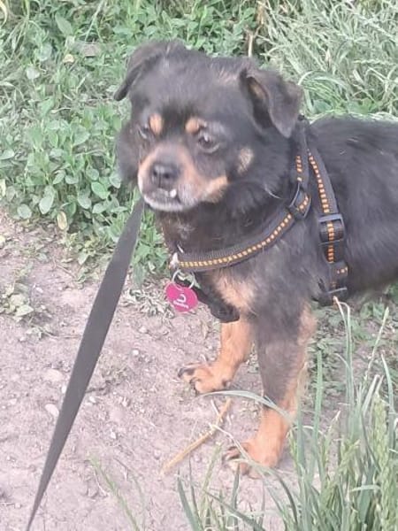 Fritzi, kleiner Hundemann sucht Körbchen