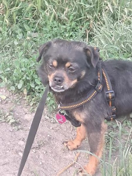 Fritzi, kleiner Hundemann sucht Körbchen