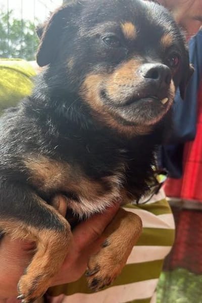 Fritzi, kleiner Hundemann sucht Körbchen