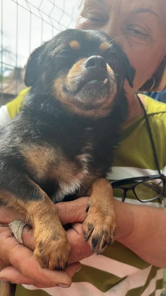 Fritzi, kleiner Hundemann sucht Körbchen