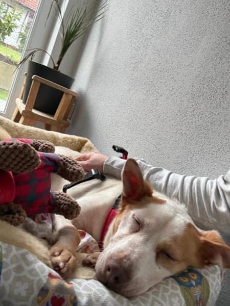 CHULA ❤ sucht ihr Für-immer-Zuhause