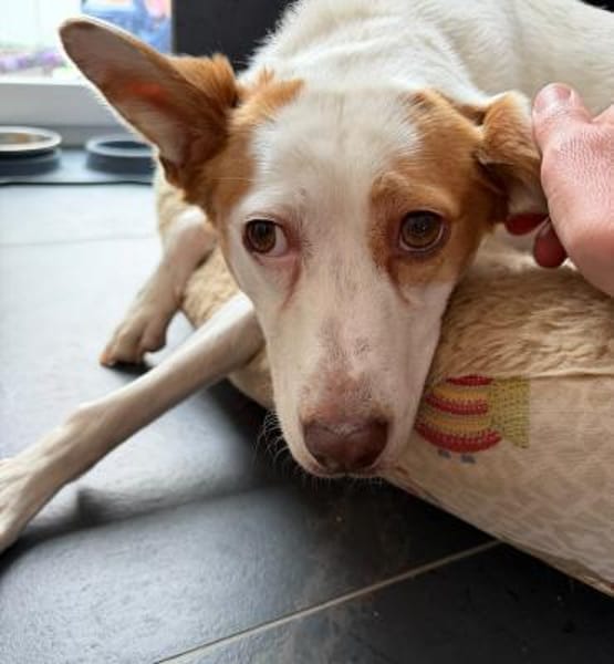 CHULA ❤ sucht ihr Für-immer-Zuhause