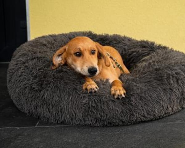 Yandrino sucht sein Glück...