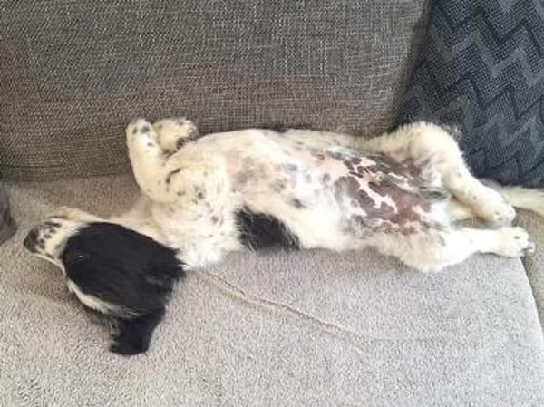 Elfo sucht liebevolles Zuhause