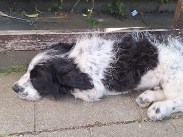 Elfo sucht liebevolles Zuhause