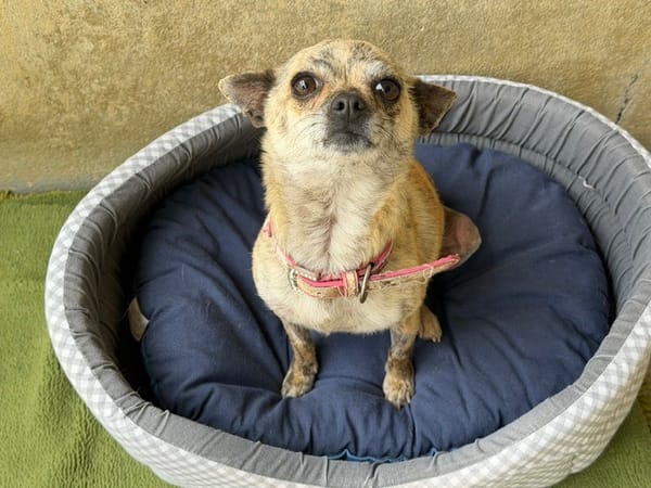 KIRA (En cours d'adoption)