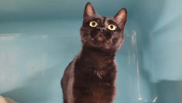 NALA