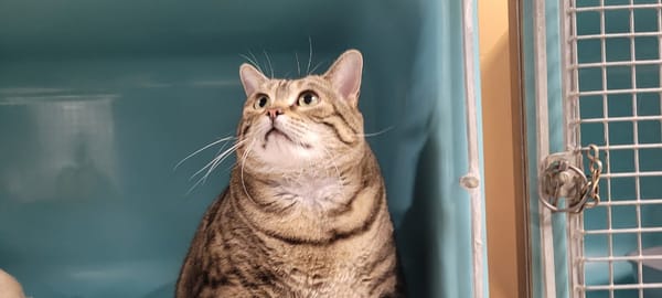 ZOUZOUILLE