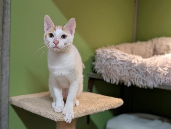 BENNY A17443
