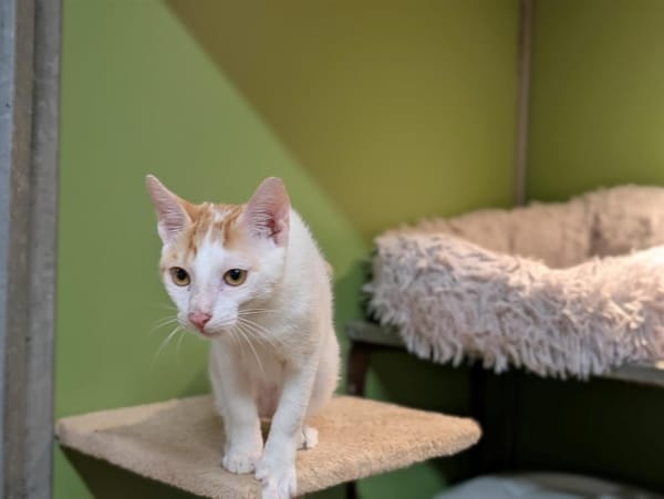 BENNY A17443