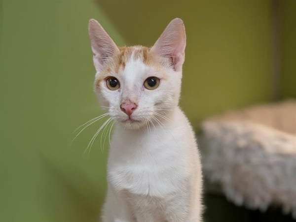 BENNY A17443