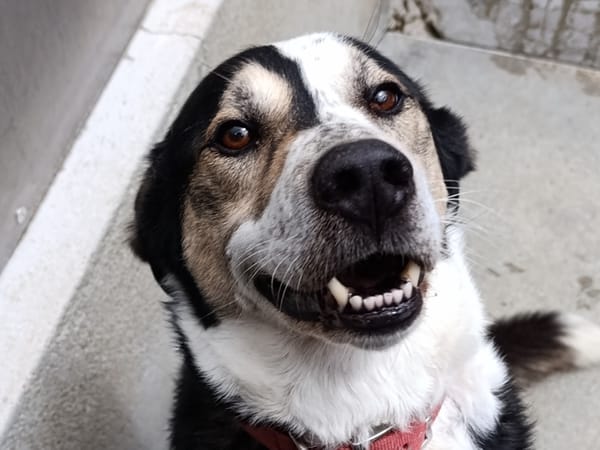 Narko