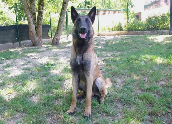 LOKI PAA22873