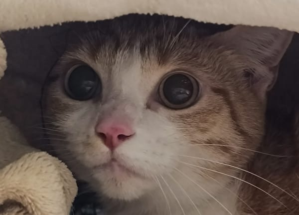 Kiara