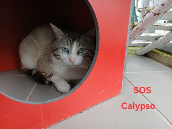 Calypso