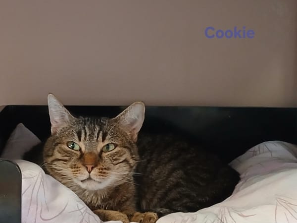 Cookie