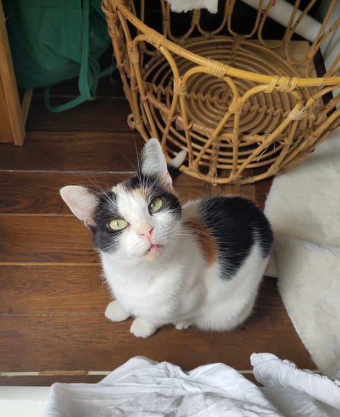 PLUMETTE