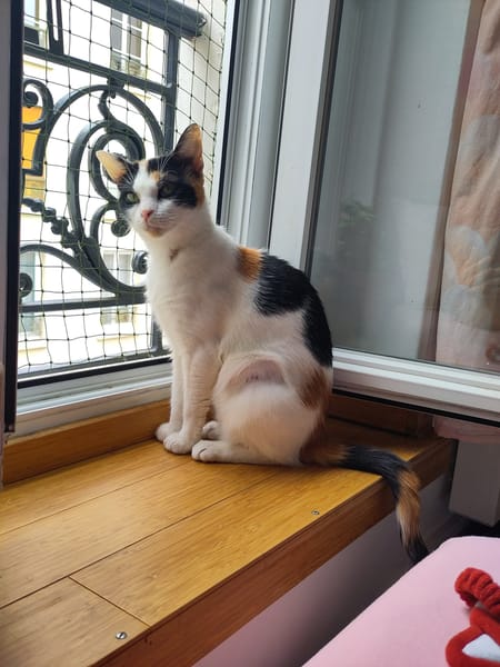 PLUMETTE