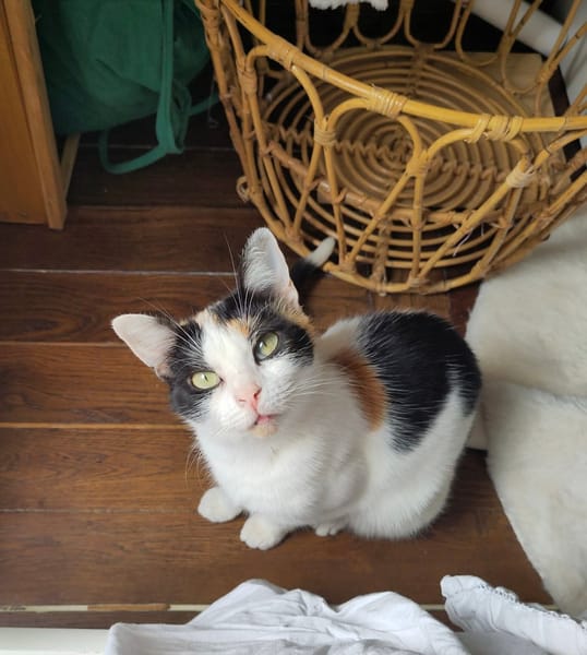 PLUMETTE