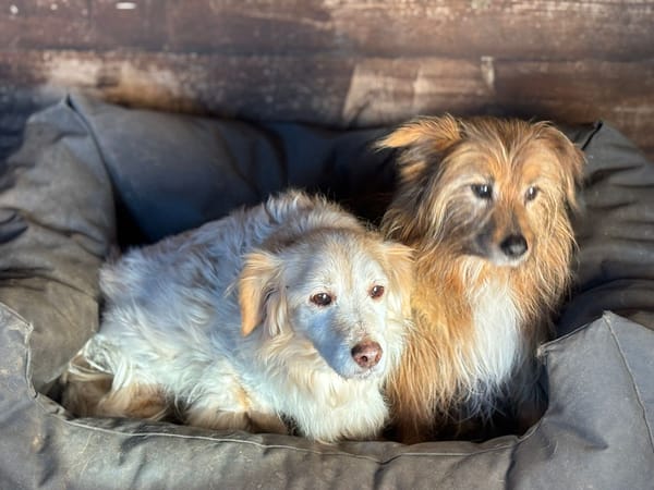 LUNA e TOBY