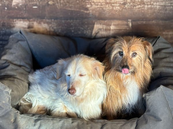 LUNA e TOBY