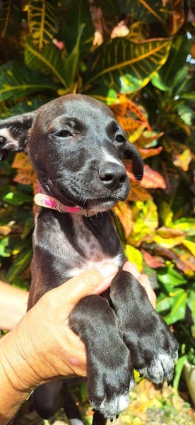 ARONA , chiot femelle Berger Créole  La mignonne !