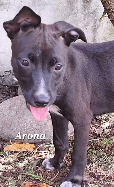 ARONA , chiot femelle Berger Créole  La mignonne !