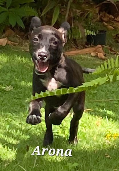 ARONA , chiot femelle Berger Créole  La mignonne !