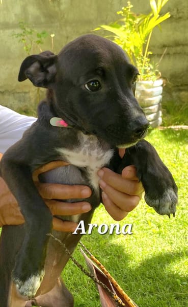 ARONA , chiot femelle Berger Créole  La mignonne !
