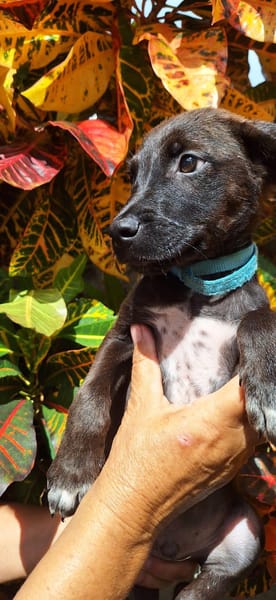 DOWY , chiot mâle Berger Créole  Le seul gars de la bande !