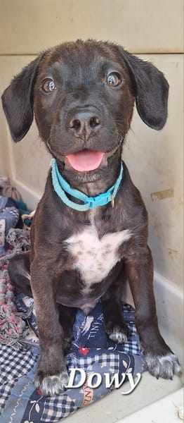 DOWY , chiot mâle Berger Créole  Le seul gars de la bande !