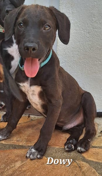 DOWY , chiot mâle Berger Créole  Le seul gars de la bande !