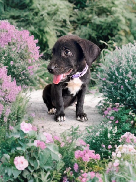 SIERA, chiot femelle Berger Créole