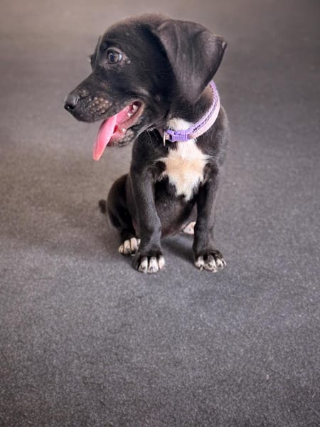 SIERA, chiot femelle Berger Créole