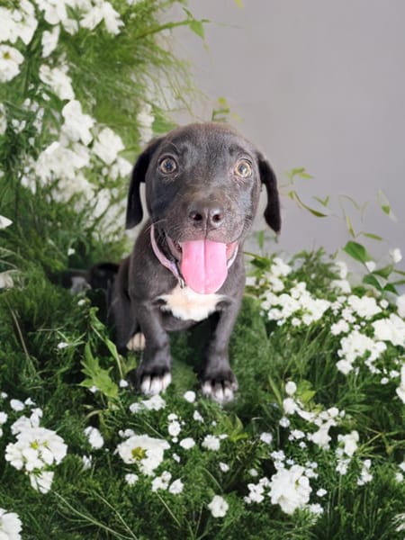 SIERA, chiot femelle Berger Créole