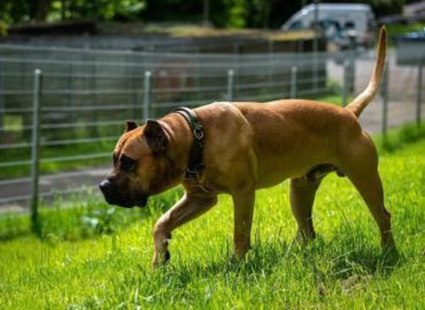 Presa Canario Paul - Prachtexemplar