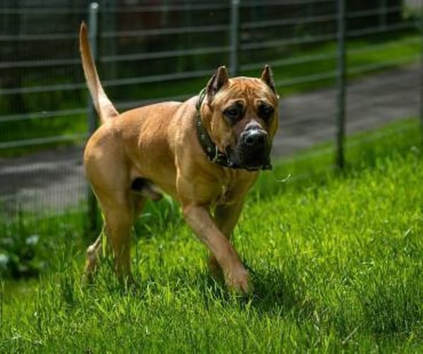 Presa Canario Paul - Prachtexemplar
