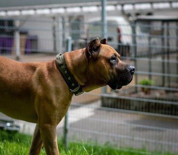 Presa Canario Paul - Prachtexemplar