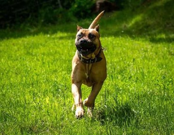 Presa Canario Paul - Prachtexemplar